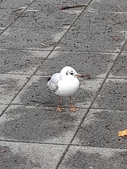 Chroicocephalus ridibundus