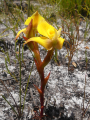 Disa tenuifolia
