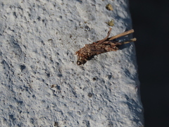 Psychidae