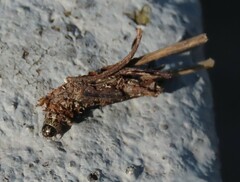 Psychidae
