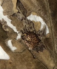 Tischeria quercitella