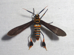 Horama panthalon texana