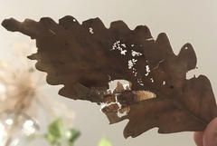 Tischeria quercitella