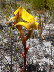 Disa tenuifolia