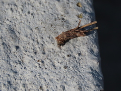 Psychidae
