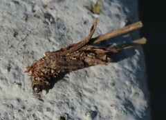 Psychidae