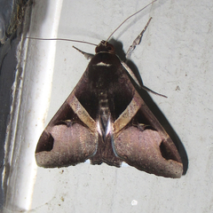 Melipotis fasciolaris