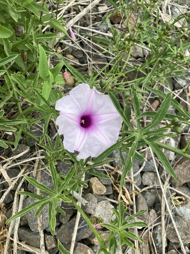 Ipomoea platensis, photograph 2
