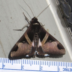 Melipotis fasciolaris