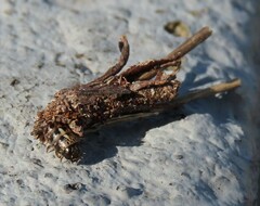 Psychidae