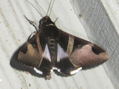 Melipotis fasciolaris