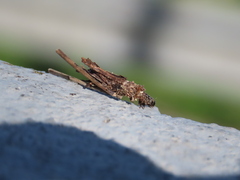 Psychidae