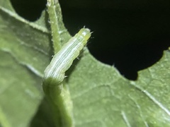 Chrysodeixis eriosoma