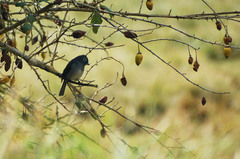 Melaenornis fischeri