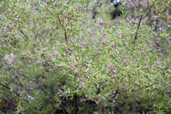 Boronia crenulata