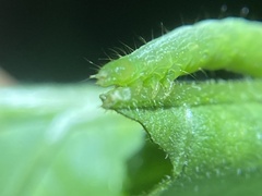 Chrysodeixis eriosoma