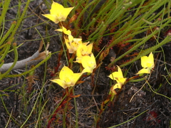 Disa tenuifolia