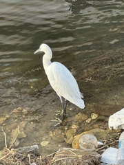 Egretta garzetta