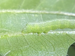 Chrysodeixis eriosoma