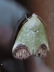 Asinduma exscripta