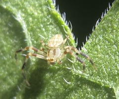 Zygometis xanthogaster