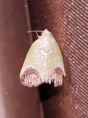 Asinduma exscripta