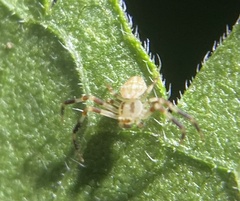 Zygometis xanthogaster