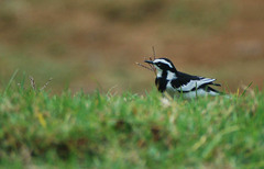 Motacilla aguimp