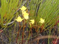 Disa tenuifolia