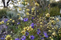 Brachyscome multifida