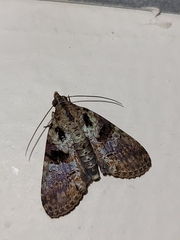 Stictopterinae