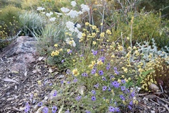 Brachyscome multifida