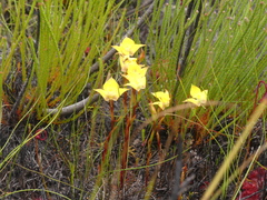 Disa tenuifolia