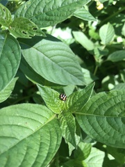 Cheilomenes sulphurea