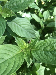 Cheilomenes sulphurea