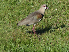 Vanellus chilensis lampronotus