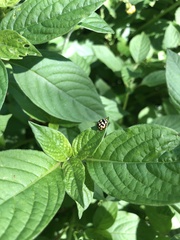 Cheilomenes sulphurea