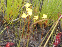 Disa tenuifolia