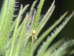 Sidymella trapezia