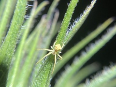 Sidymella trapezia