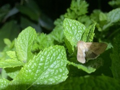 Helicoverpa punctigera