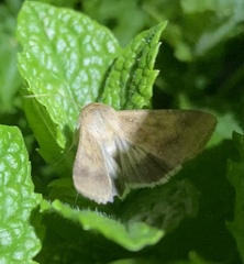 Helicoverpa punctigera