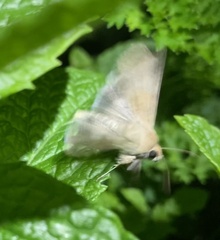 Helicoverpa punctigera