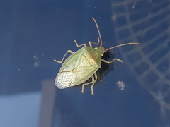 Chlorocoris rufopictus