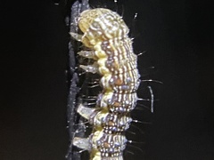Helicoverpa punctigera