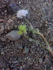 Boerhavia xantii