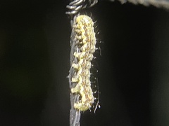 Helicoverpa punctigera