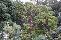 Arbutus