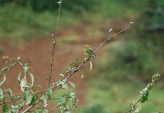 Serinus flavivertex
