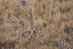 Puya
